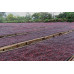 Ethiopia Natural Sidamo