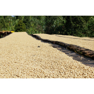 Ethiopia Washed Guji