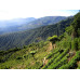 Decaf Colombia