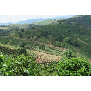 57449 Brazil Natural Peaberry